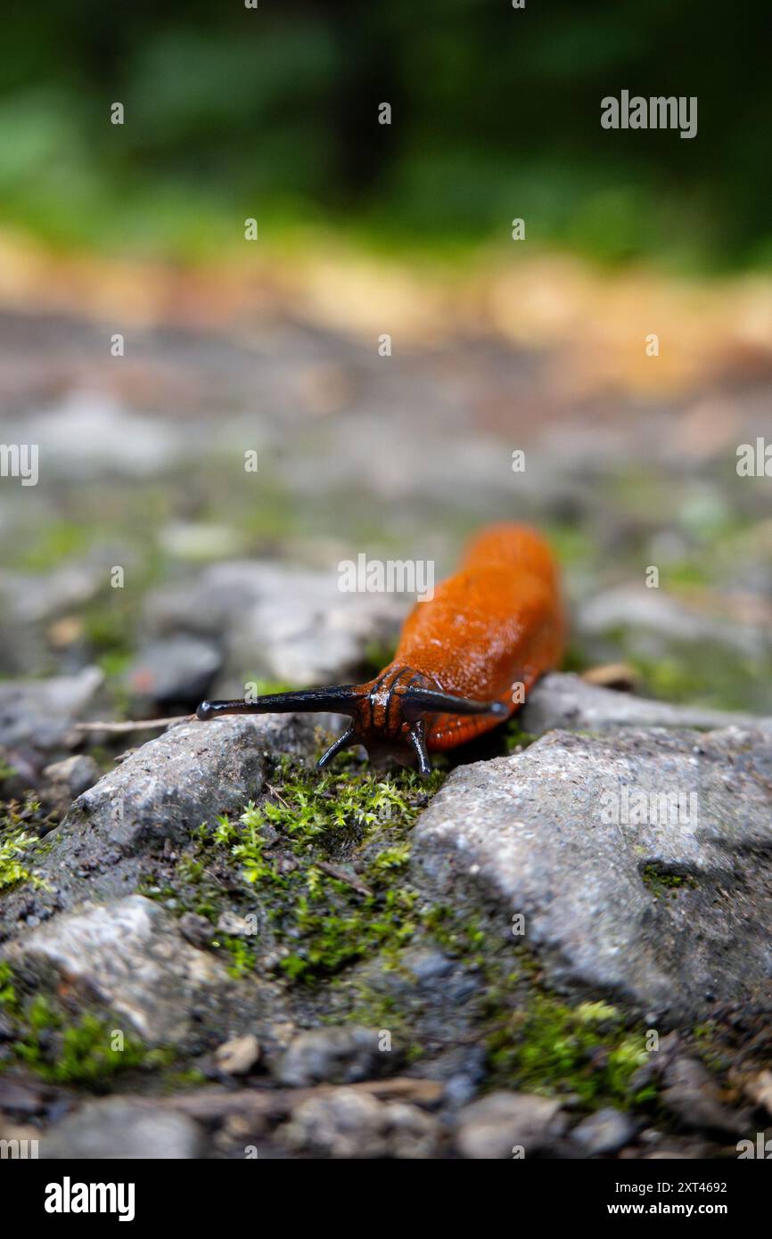 Arion rufus vulgaris hi-res stock photography and images - Alamy
