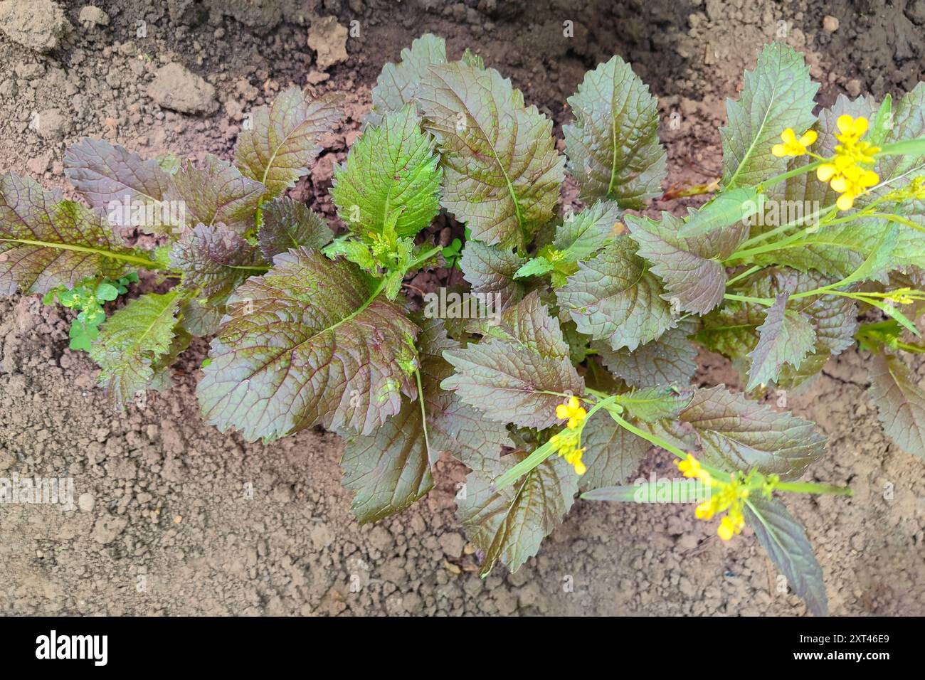 Mustard leaves in garden with defocused foliage. Close up of many green and purple mustard plants growing in community garden on a sunny day. Giant Re Stock Photo