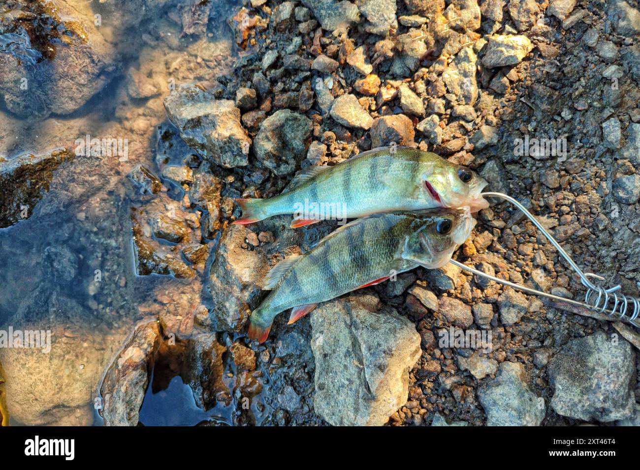 Fish caught on fishing trip hi-res stock photography and images - Alamy