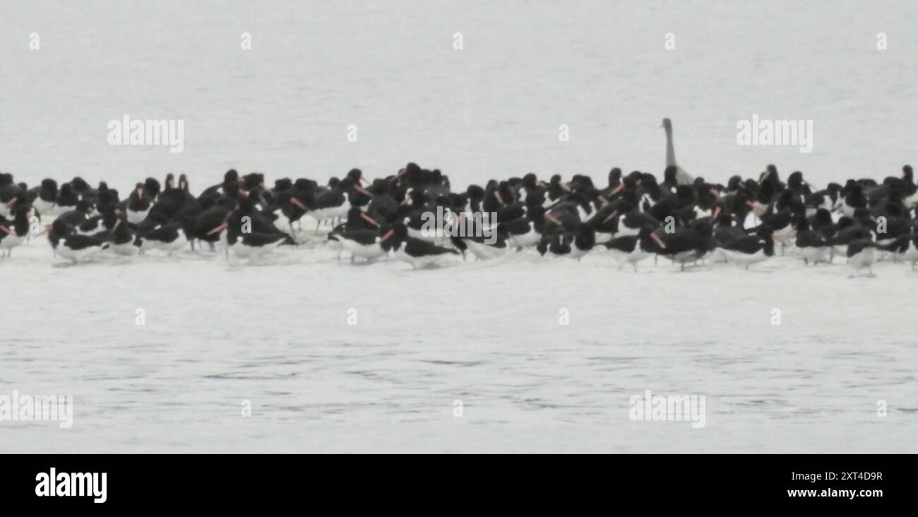 South Island Pied Oystercatcher (Haematopus finschi) Aves Stock Photo