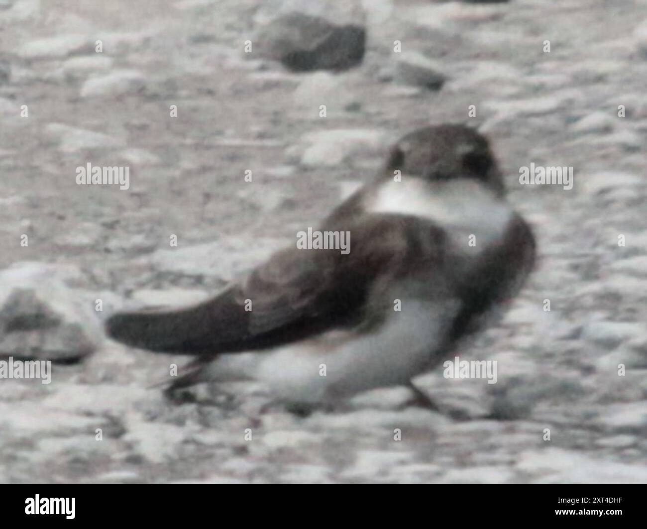 Bank Swallow (Riparia riparia) Aves Stock Photo - Alamy