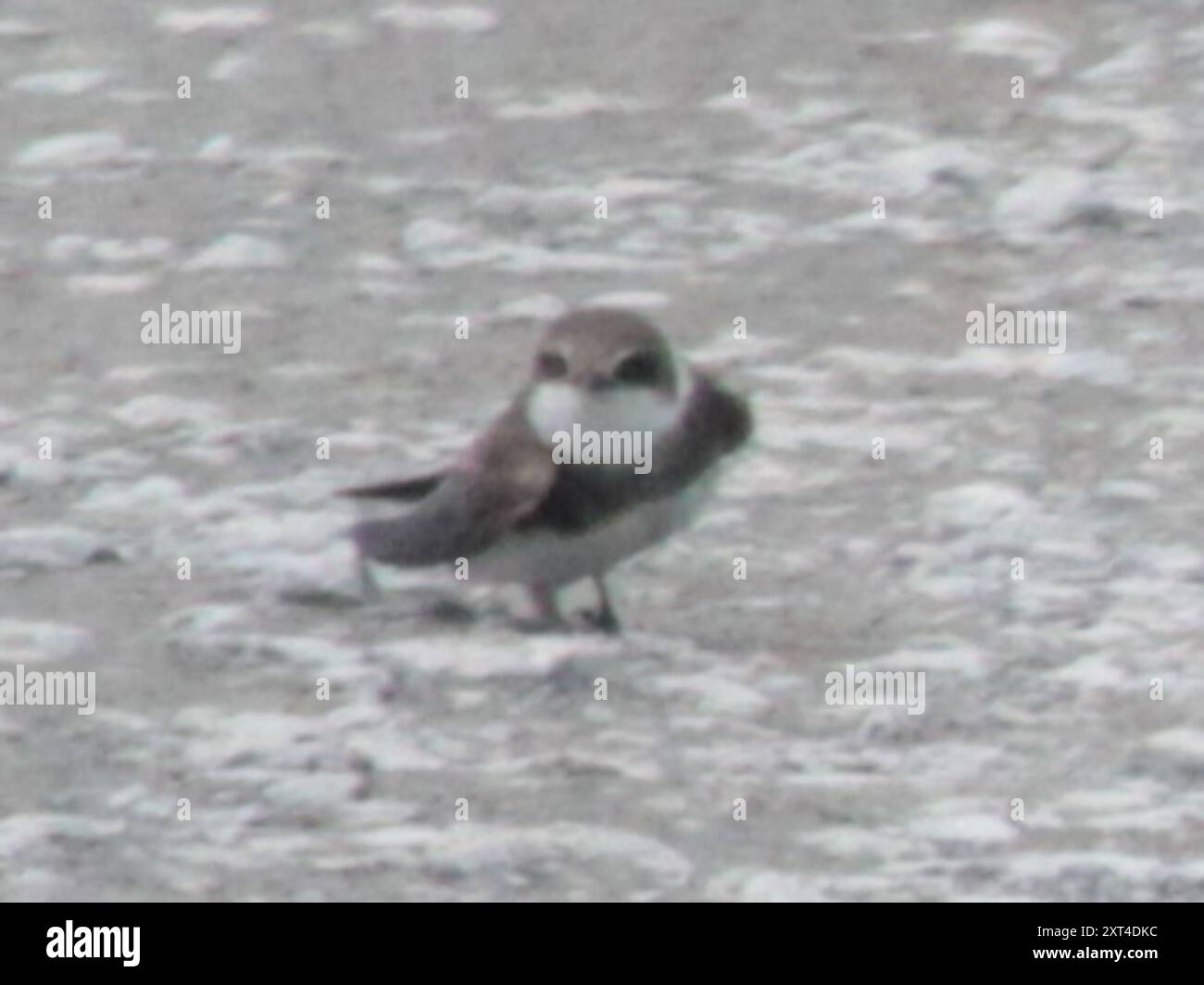 Bank Swallow (Riparia riparia) Aves Stock Photo - Alamy