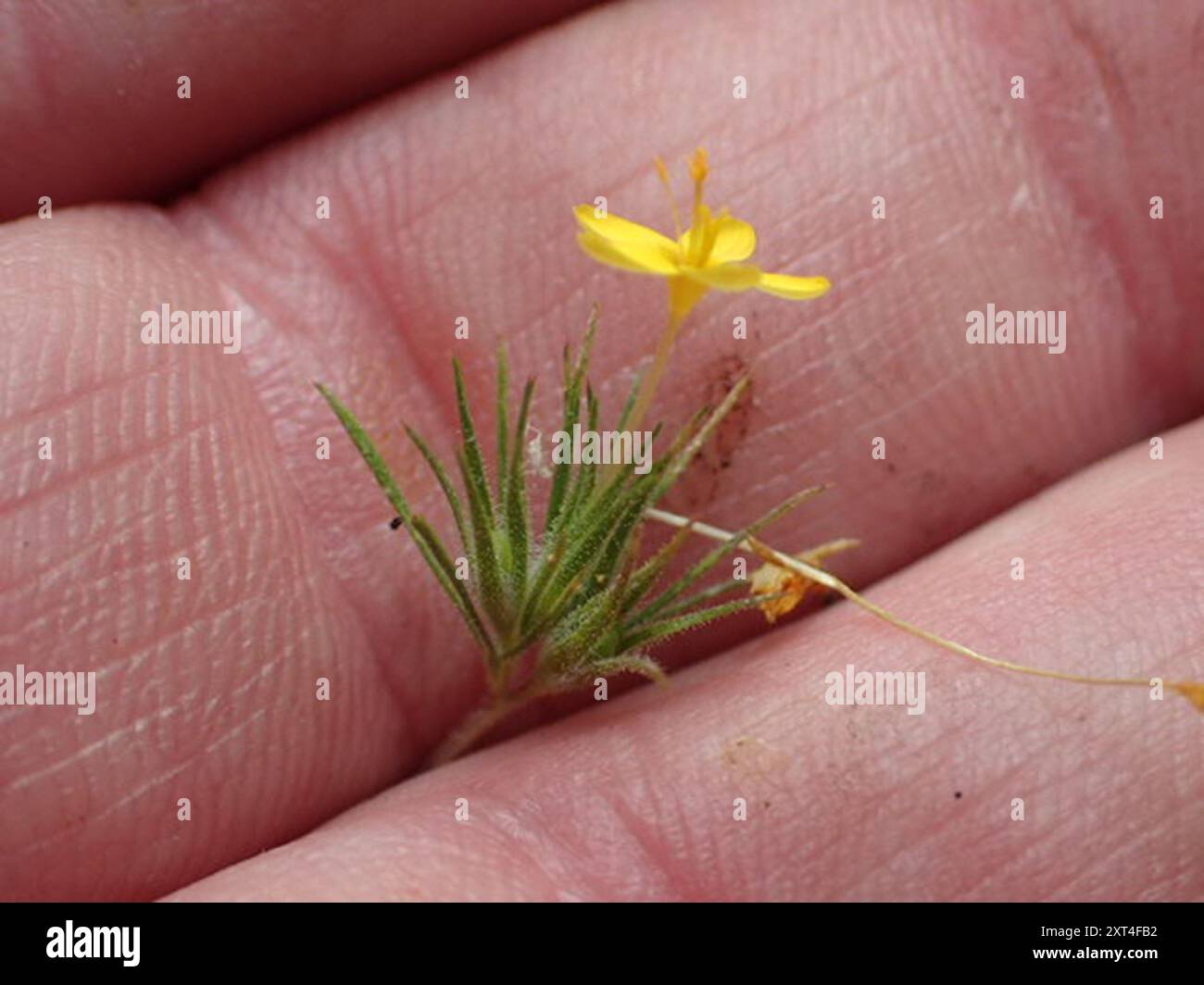 bristly leptosiphon (Leptosiphon acicularis) Plantae Stock Photo