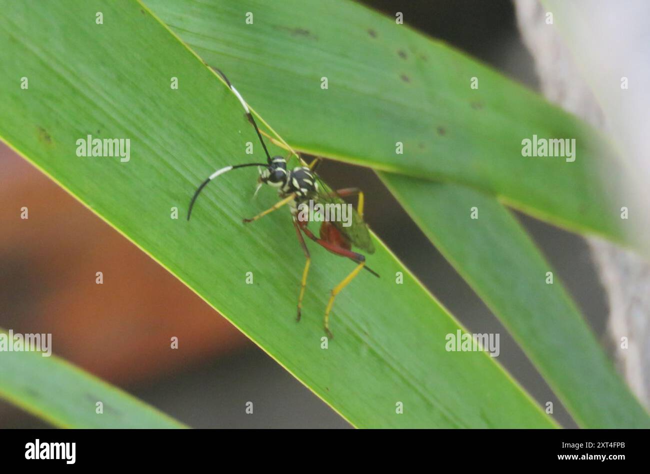Cryptinae hi-res stock photography and images - Alamy