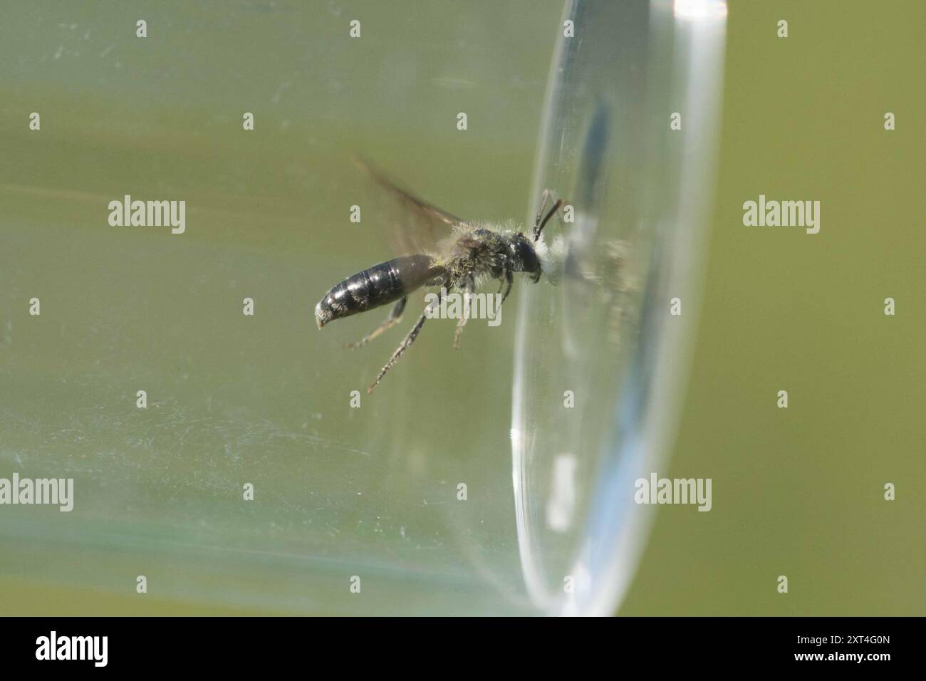 Mining Bees (Andrena) Insecta Stock Photo - Alamy