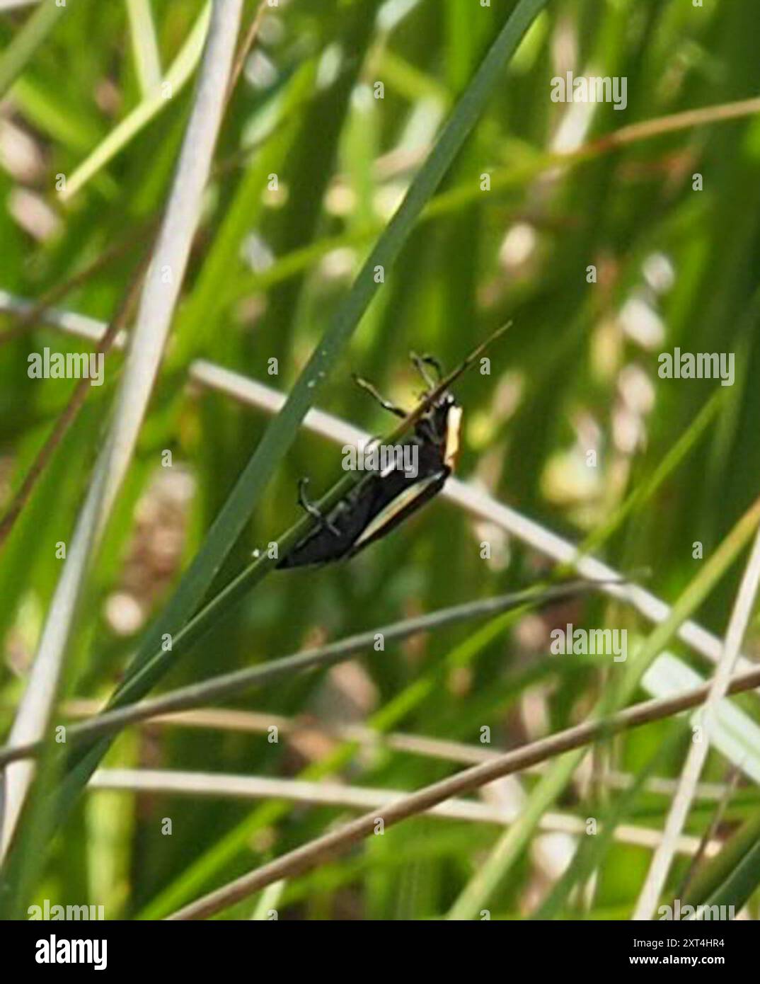 Carrion Inset American Carrion Beetle (Necrophila americana) Insecta Stock Photo - Alamy