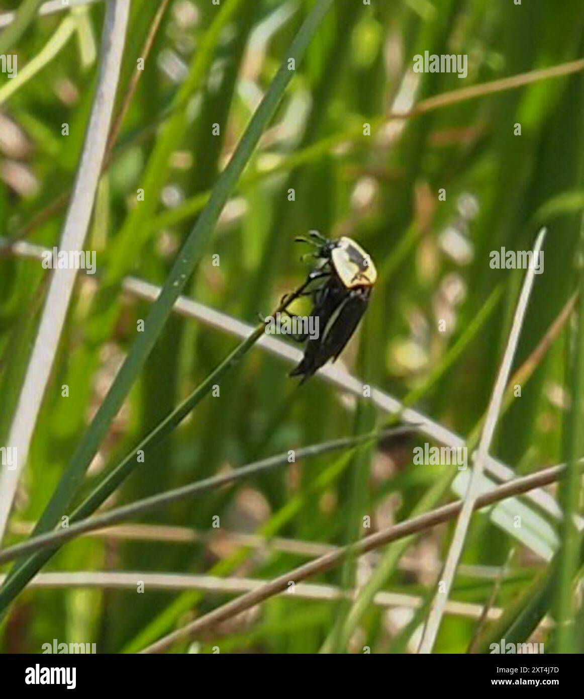 Carrion Inset American Carrion Beetle (Necrophila americana) Insecta Stock Photo - Alamy