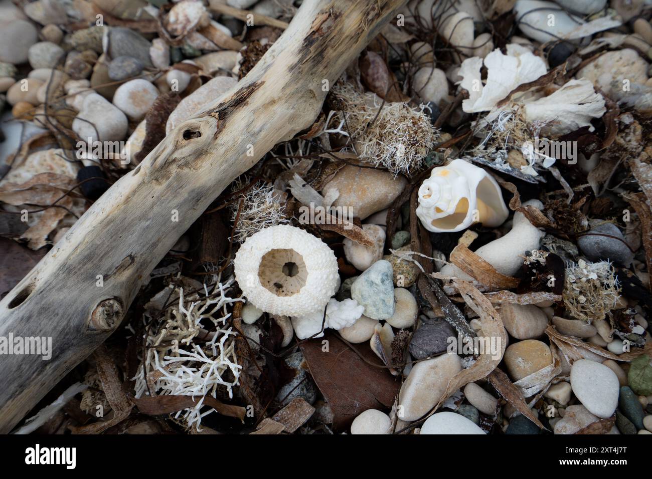 An impressive collection of seashells, pebbles, and corals washes up on this beach in Haiti, Hispaniola Stock Photo