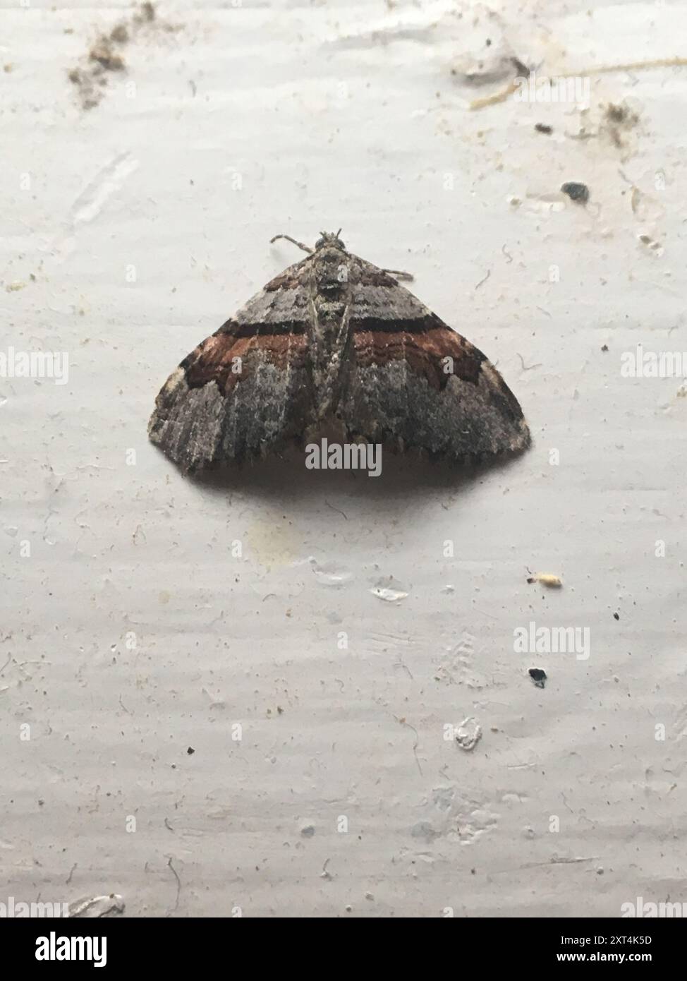 Labrador Native Insects Labradorensis hi-res stock photography and images - Alamy