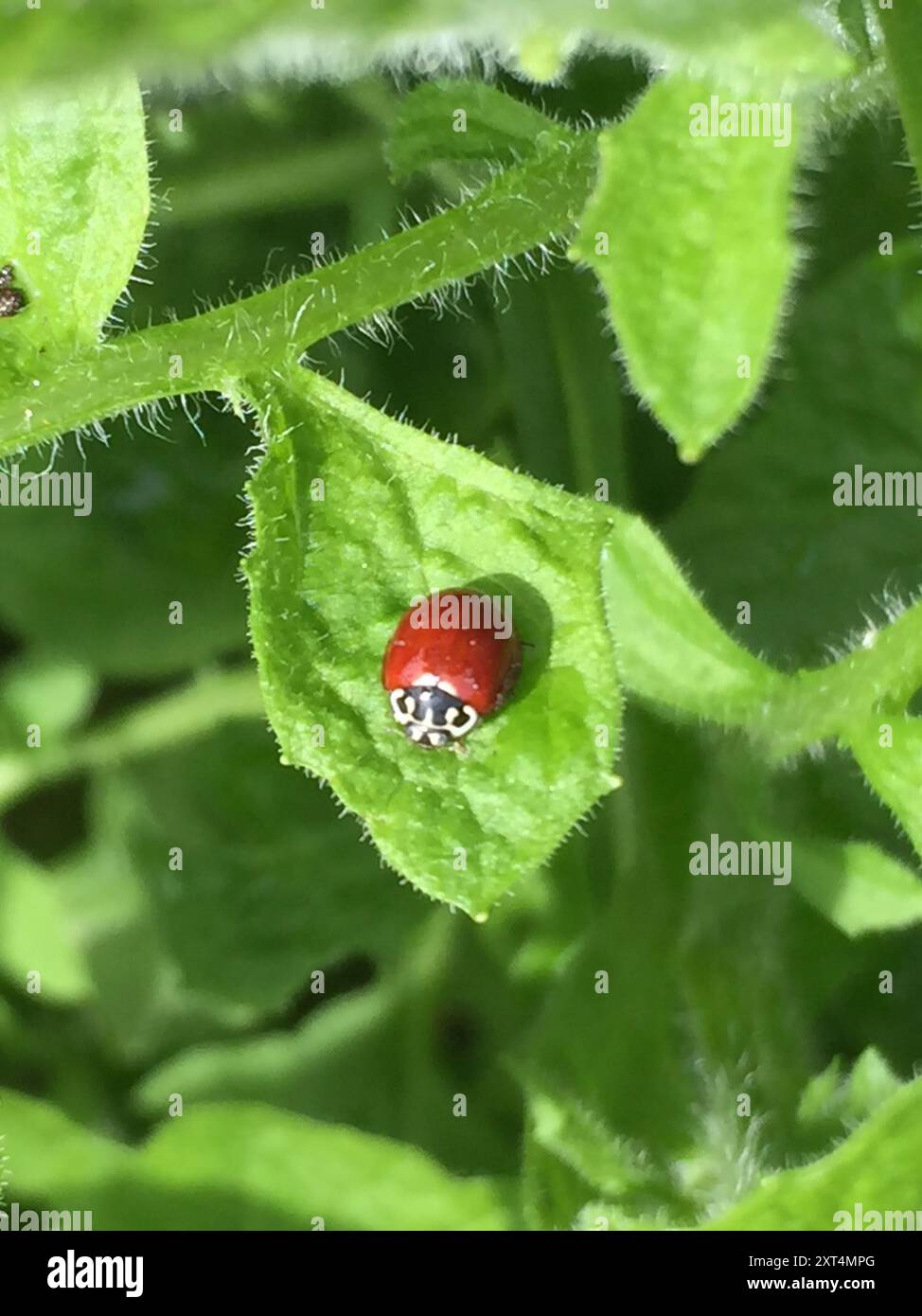 Western Polished Lady Beetle (Cycloneda polita) Insecta Stock Photo - Alamy