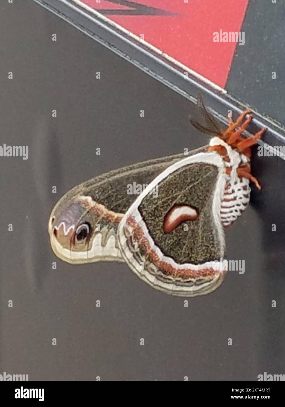 Cecropia Moth (Hyalophora cecropia) Insecta Stock Photo - Alamy