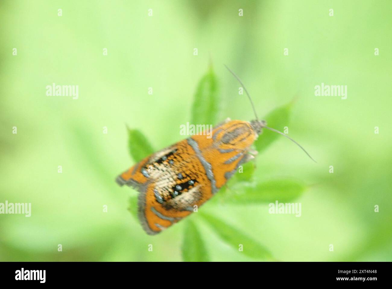 Arched Marble (Olethreutes arcuella) Insecta Stock Photo - Alamy
