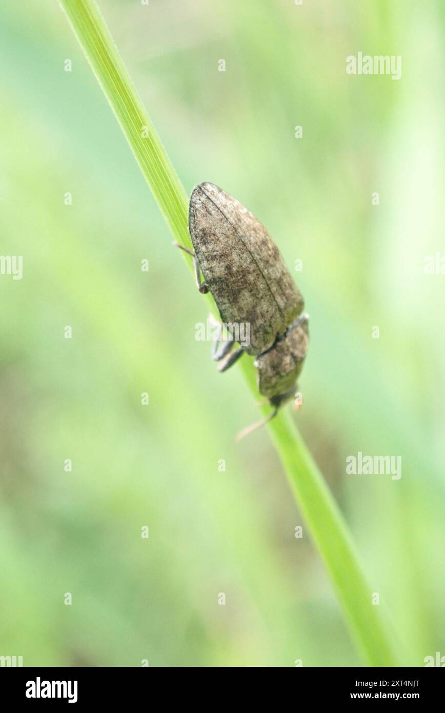 Dingy Insect Mottled dingy-brown click beetle (Agrypnus murinus) Insecta Stock Photo ...
