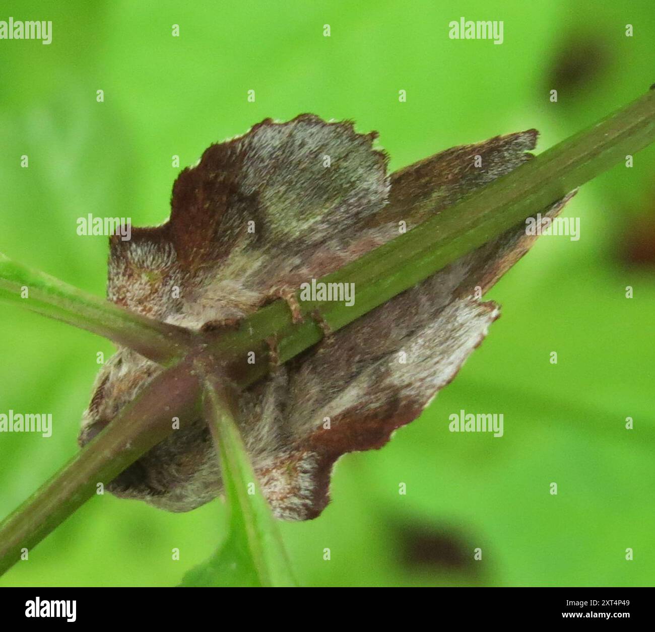 American Lappet Moth (Phyllodesma americana) Insecta Stock Photo - Alamy