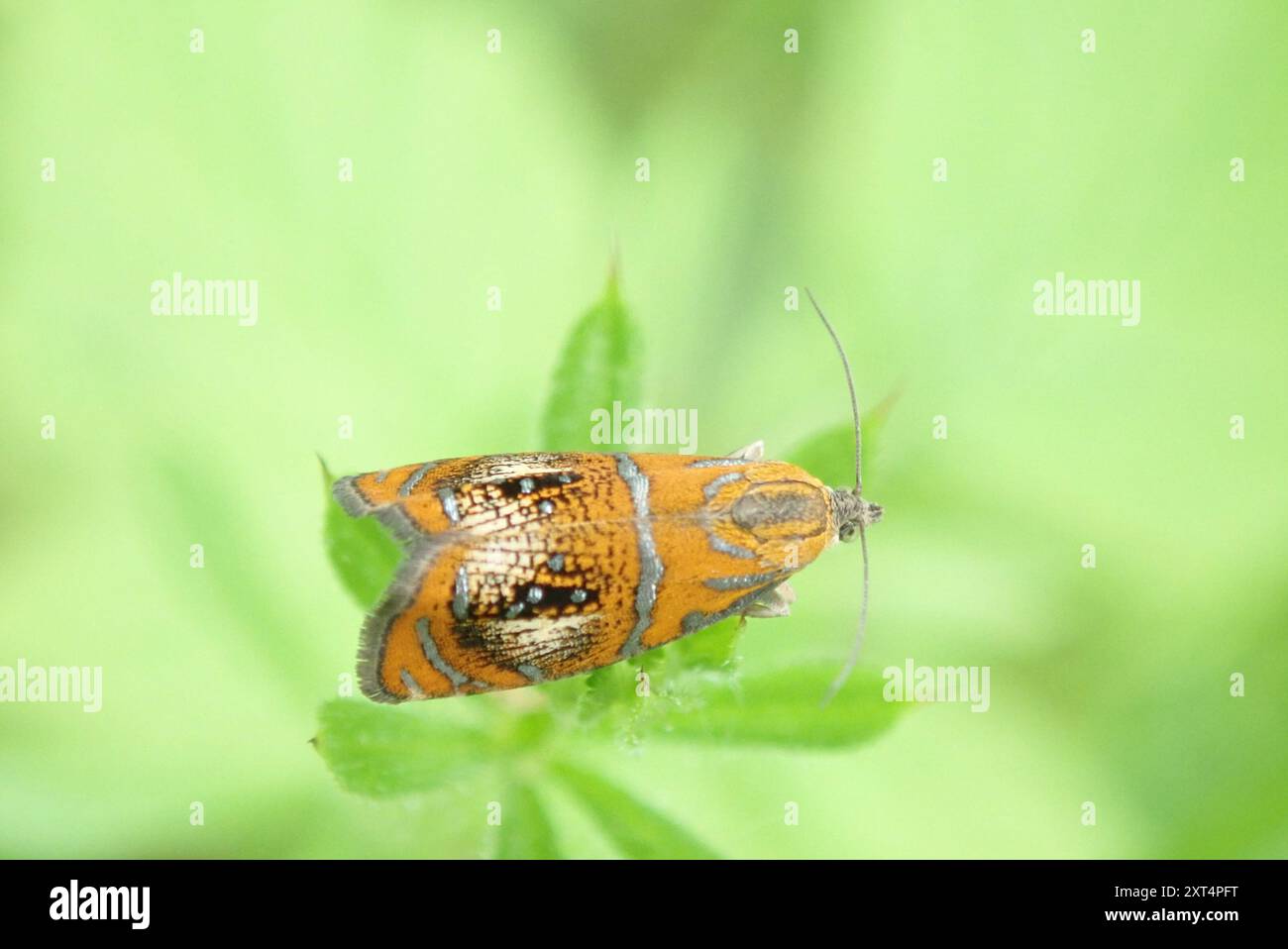 Arched Marble (Olethreutes arcuella) Insecta Stock Photo - Alamy