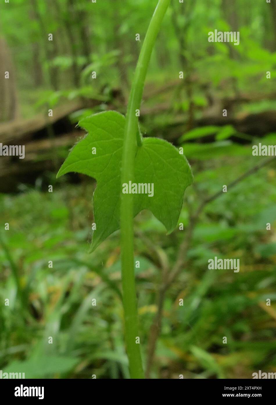 Moonseed Tree moonseed (Menispermum canadense) Plantae Stock Photo - Alamy