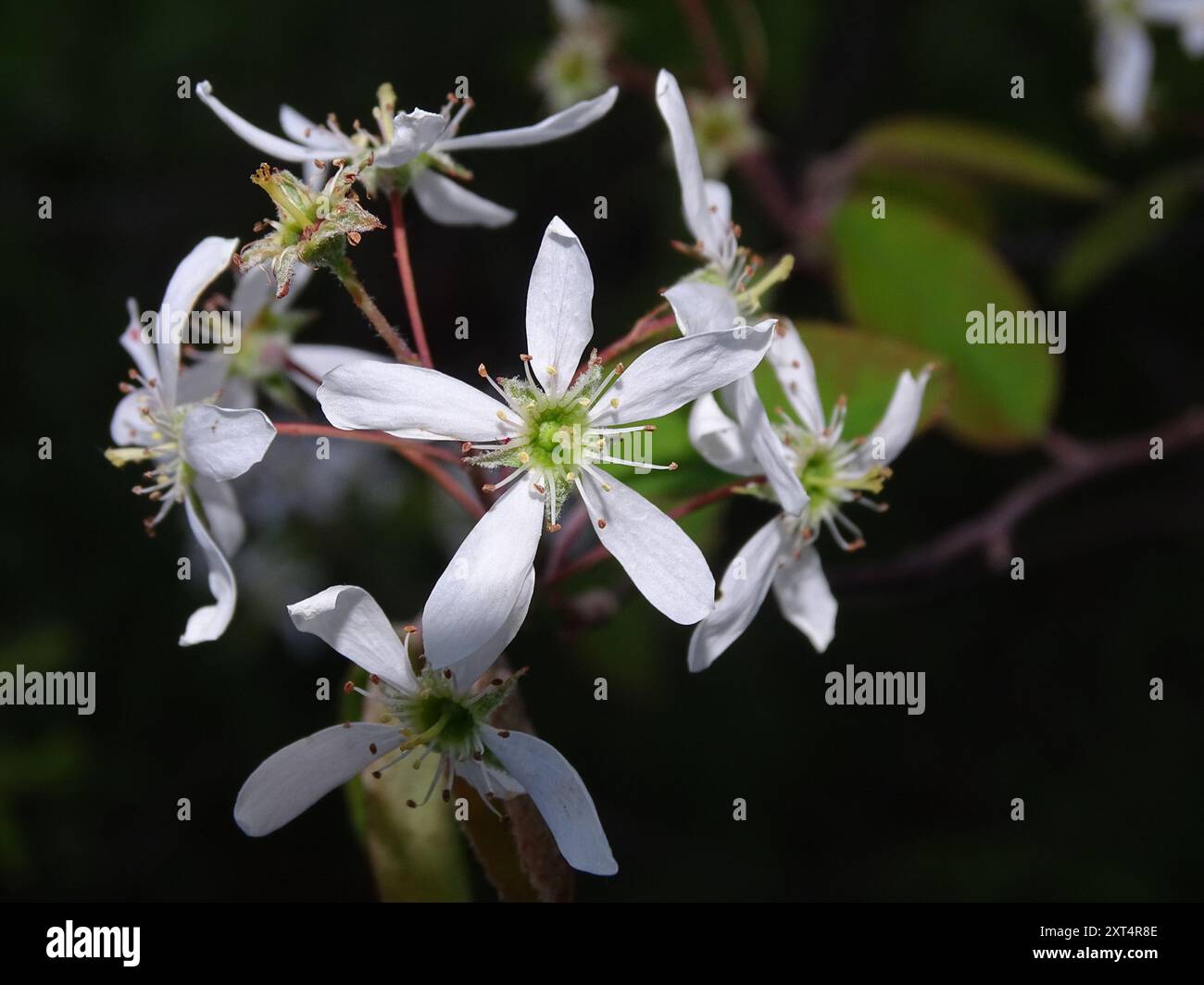 common serviceberry (Amelanchier arborea) Plantae Stock Photo - Alamy