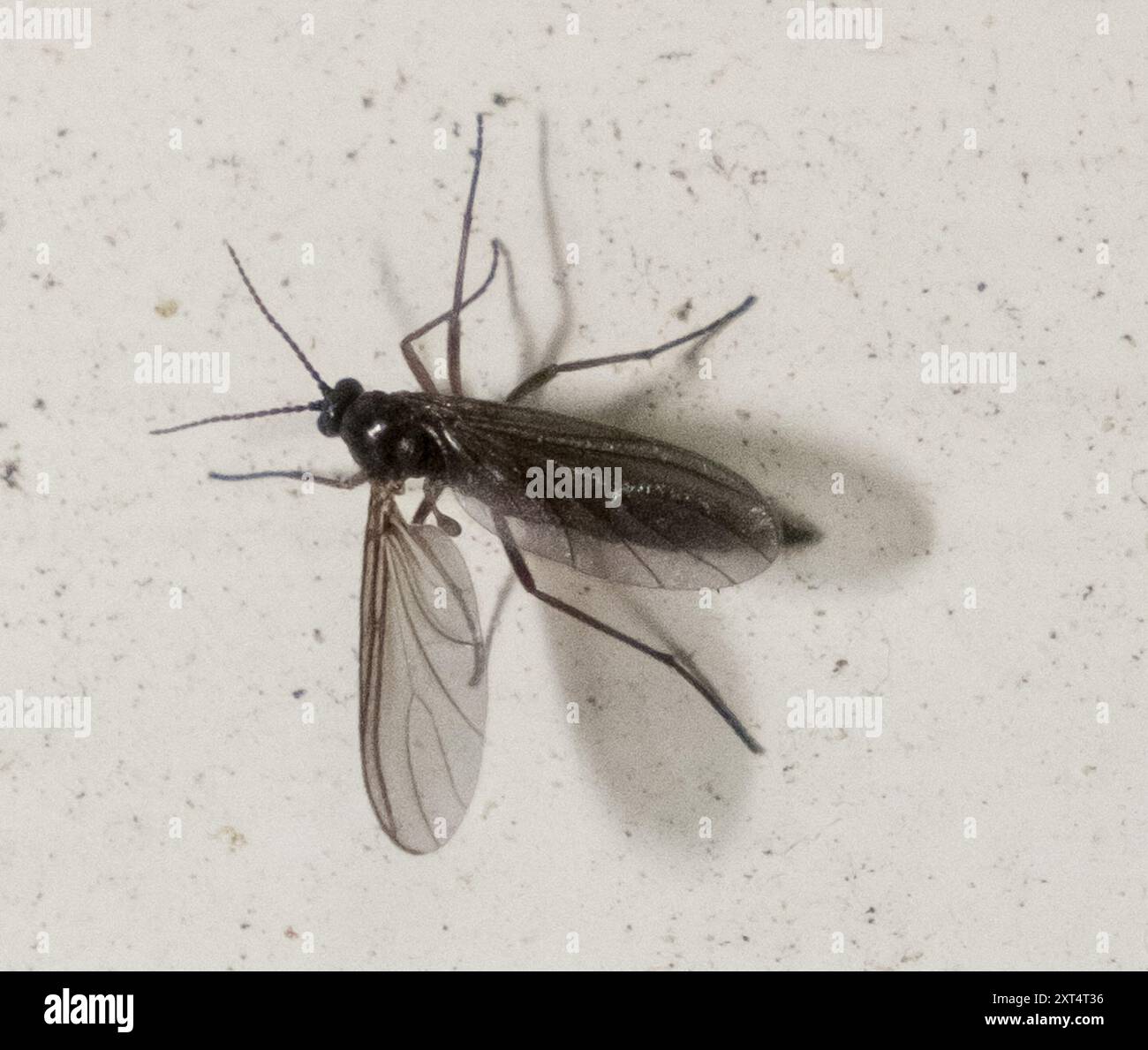 Dark-winged Fungus Gnats (Sciaridae) Insecta Stock Photo - Alamy