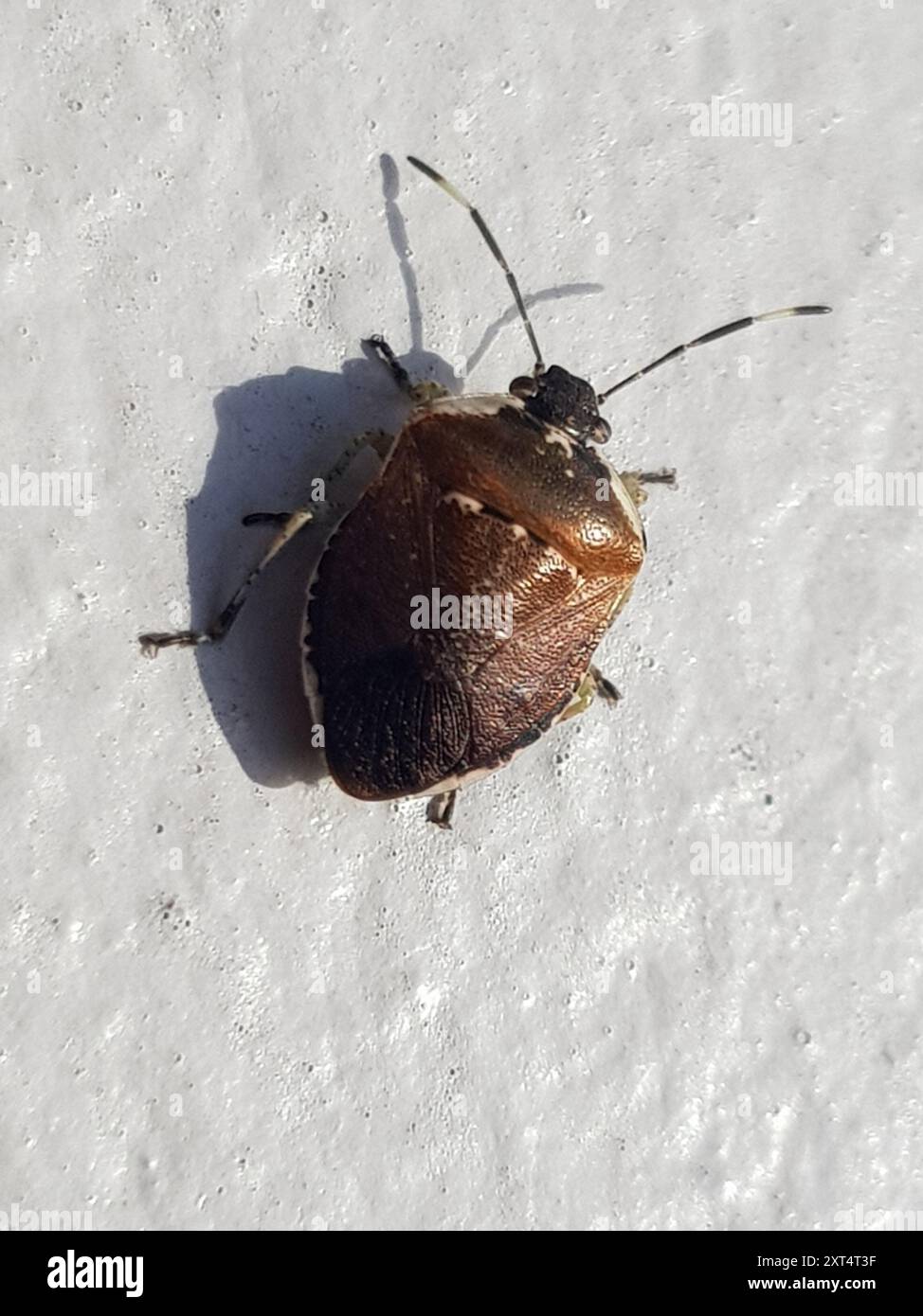Pittosporum shield bug (Monteithiella humeralis) Insecta Stock Photo ...