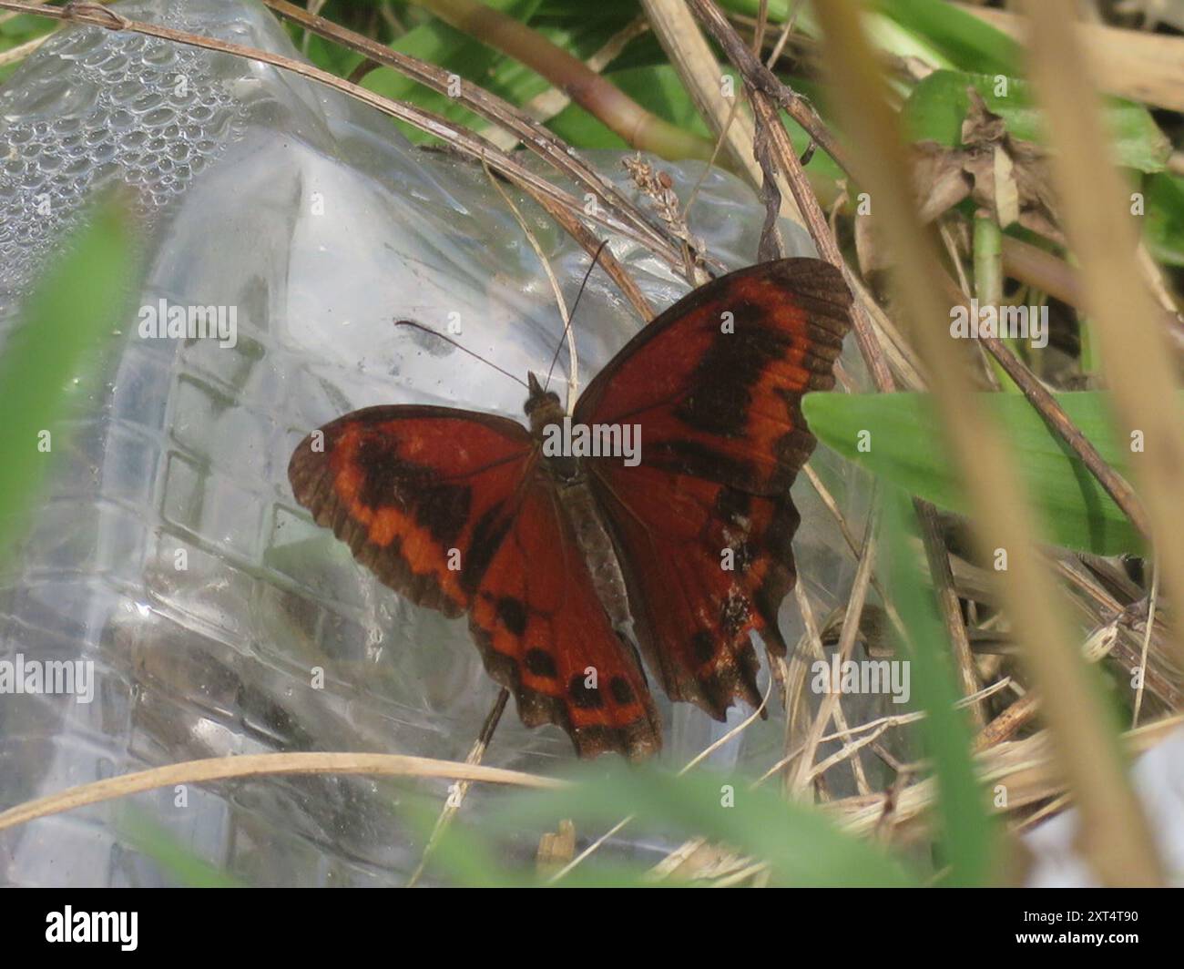 Fiery Satyr (Lasiophila orbifera) Insecta Stock Photo - Alamy