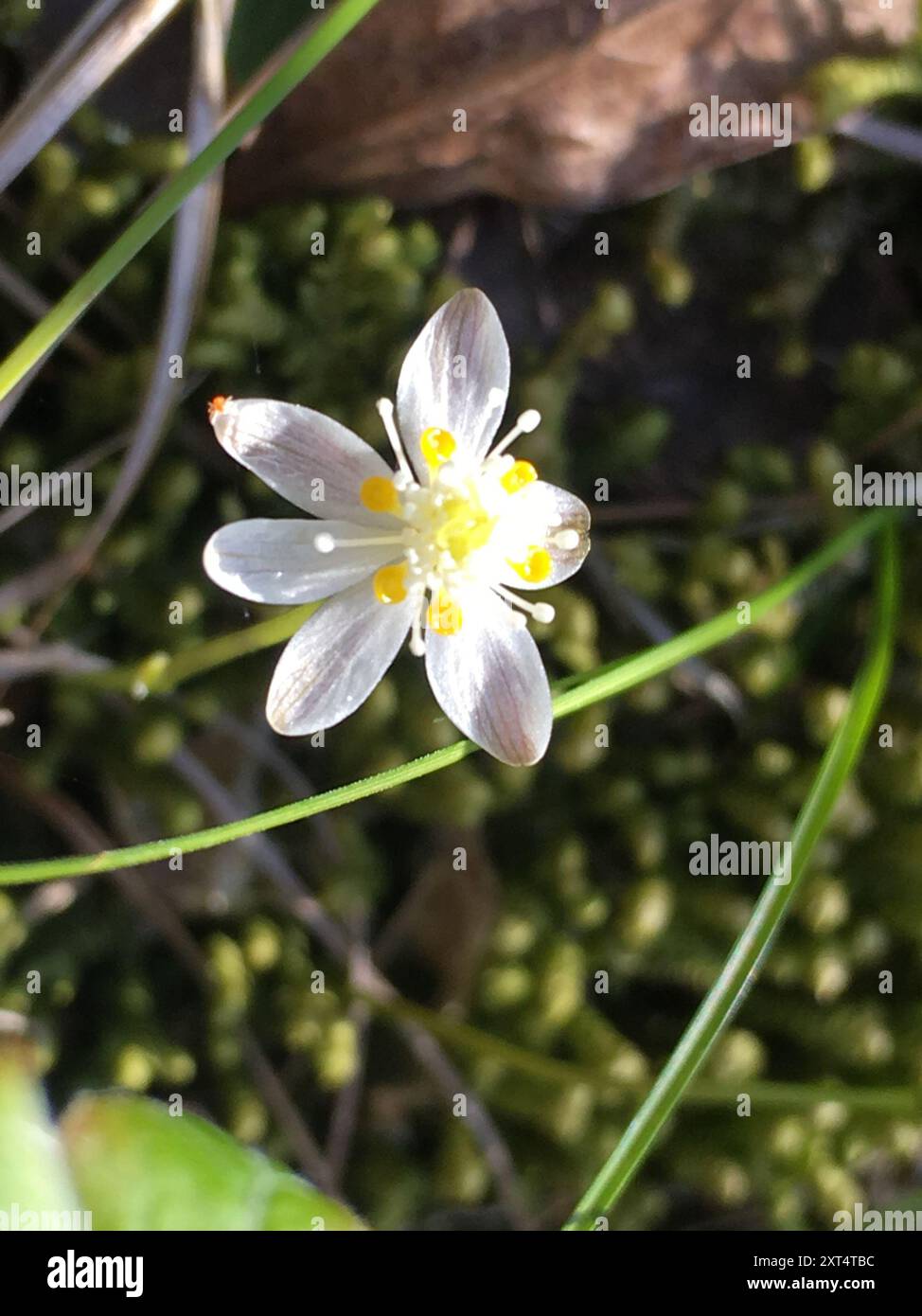 (Coptis trifolia groenlandica) Plantae Stock Photo - Alamy