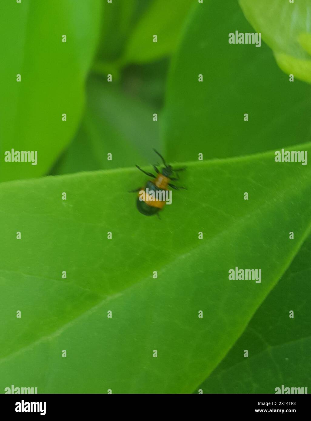 Blue-banded Lema Leaf Beetle (Lema solani) Insecta Stock Photo - Alamy