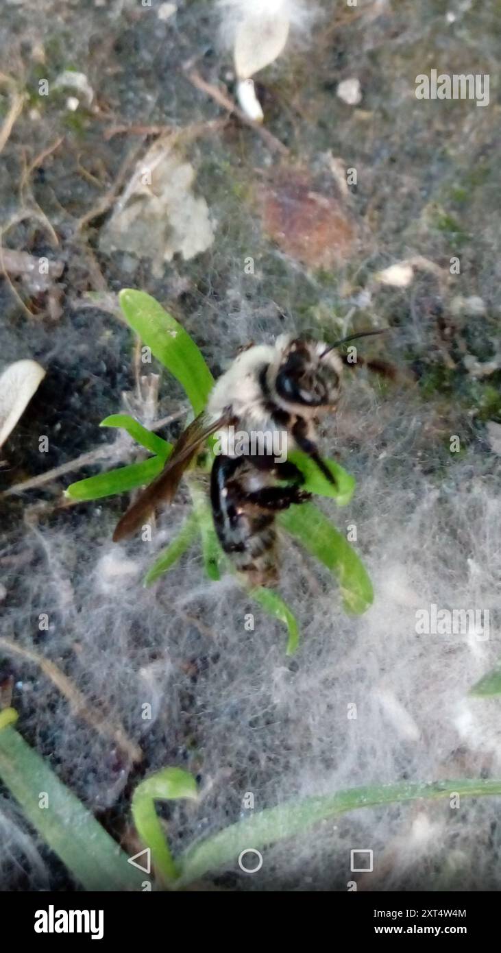Mining Bees (Andrena) Insecta Stock Photo - Alamy