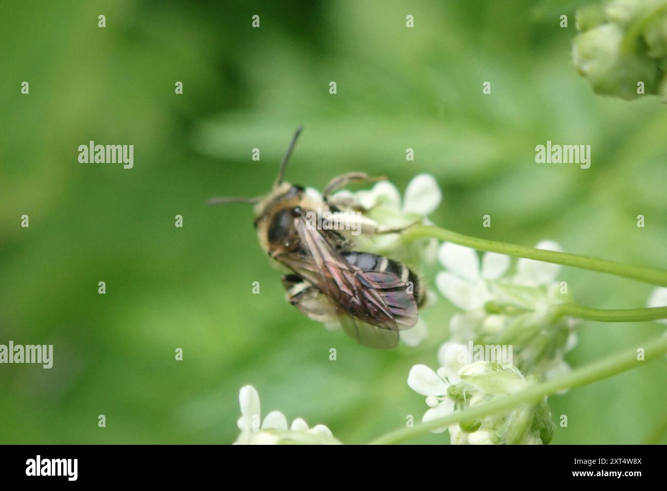 Mining Bees (Andrena) Insecta Stock Photo - Alamy