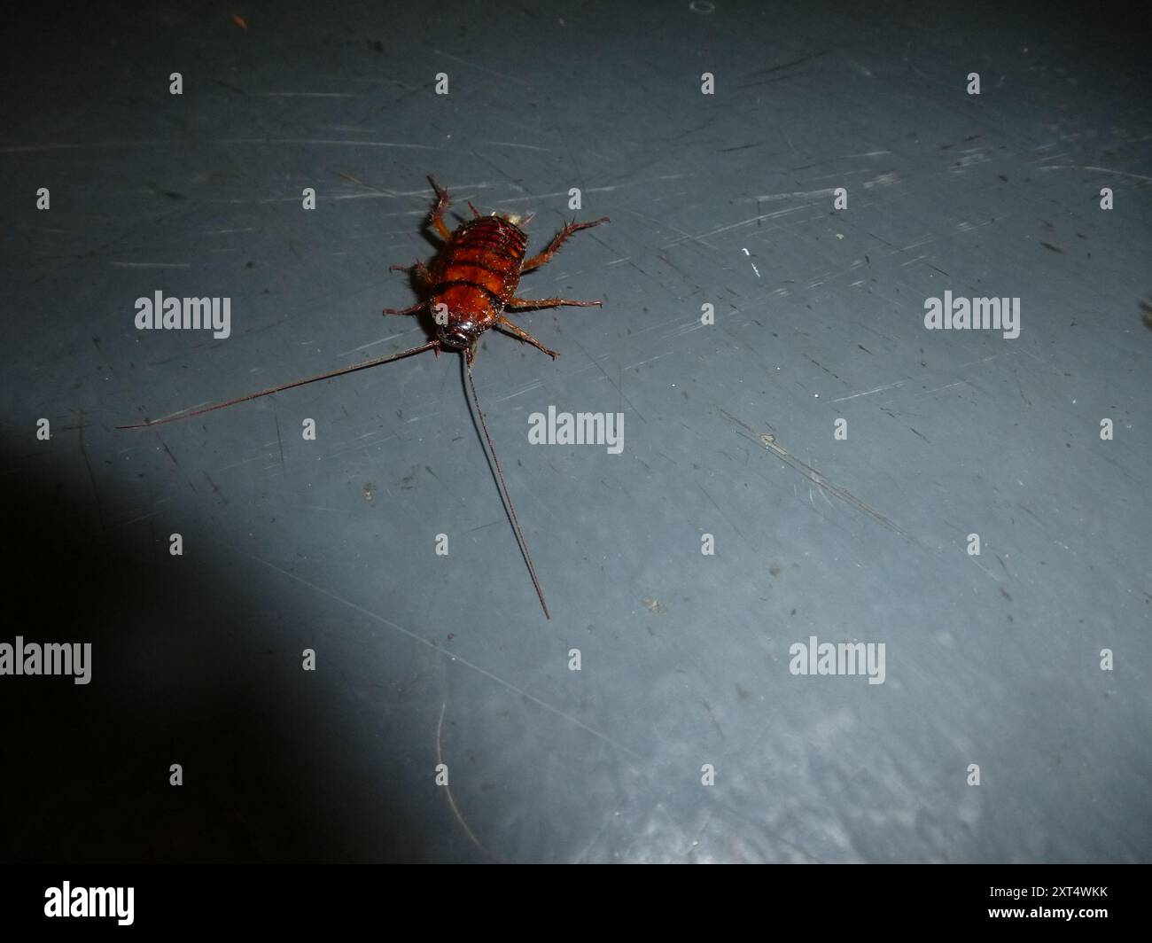 American Cockroach (Periplaneta americana) Insecta Stock Photo - Alamy