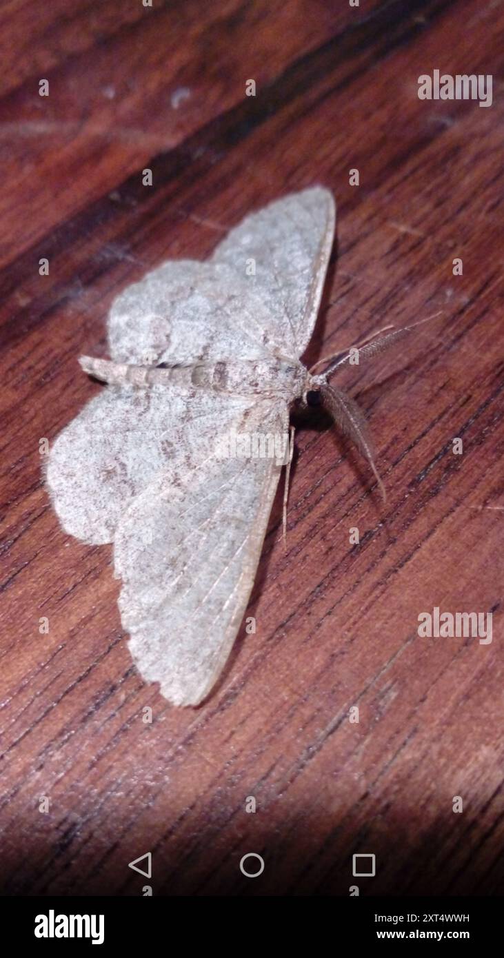 Pale Insect Pale Oak Beauty (Hypomecis punctinalis) Insecta Stock Photo - Alamy