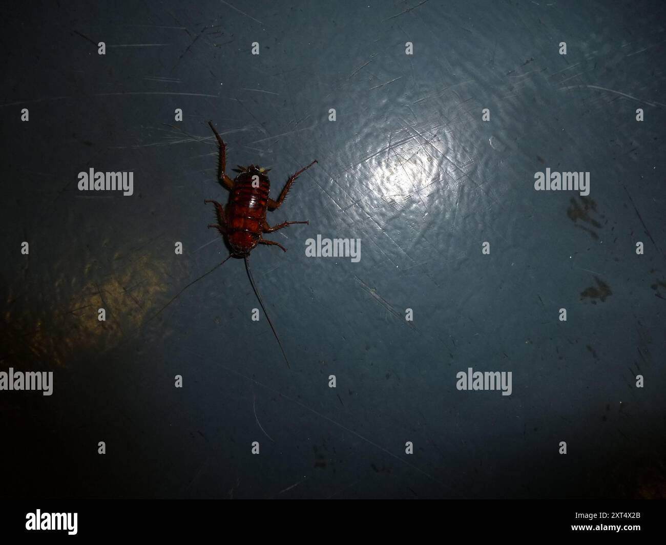 American Cockroach (Periplaneta americana) Insecta Stock Photo - Alamy