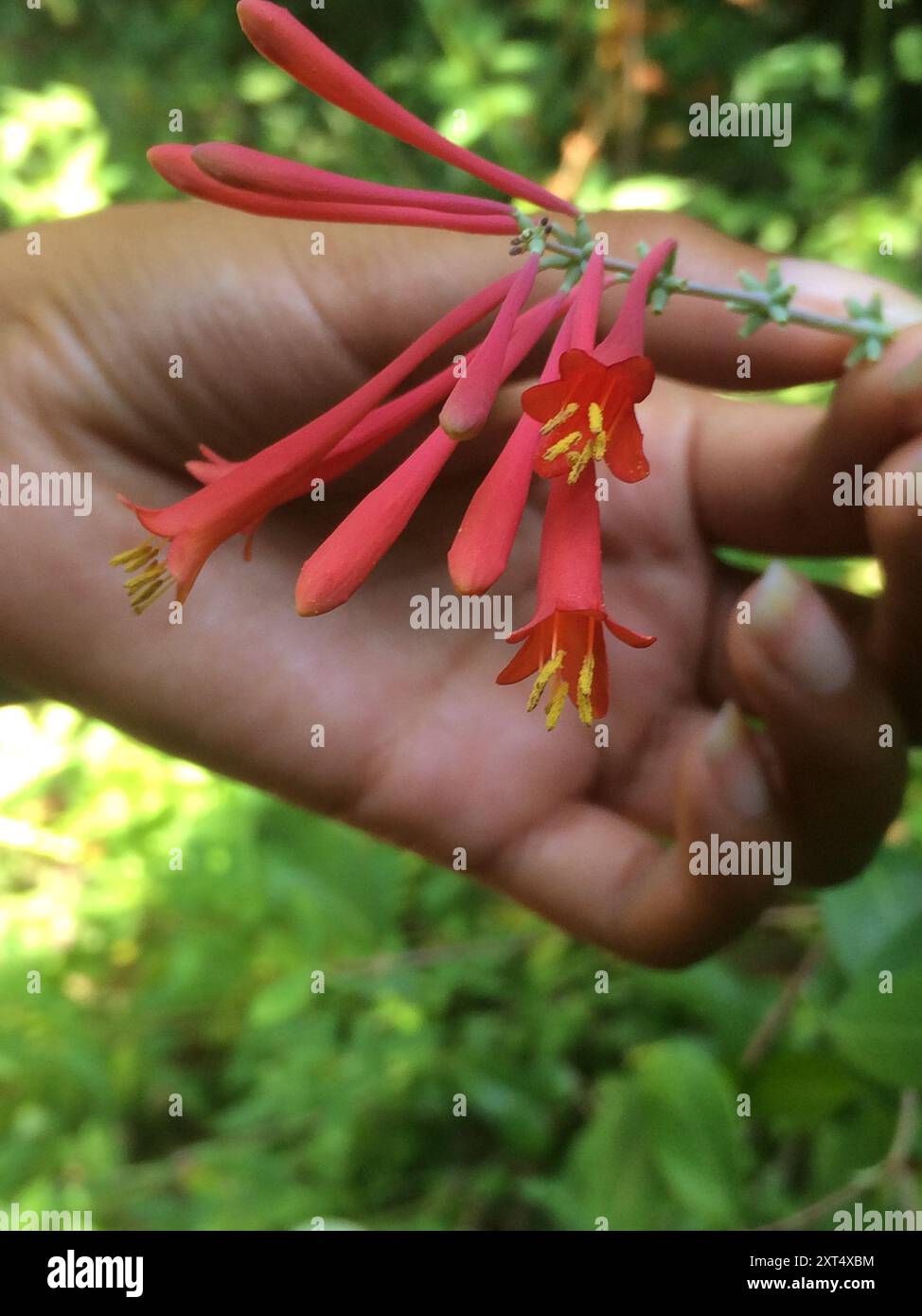coral honeysuckle (Lonicera sempervirens) Plantae Stock Photo - Alamy