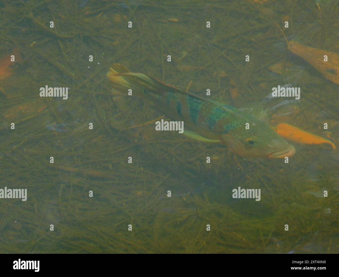 Mayan cichlid mayaheros urophthalmus actinopterygii stock photo alamy