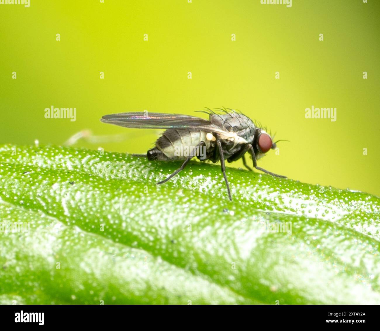 Leaf-miner Flies (Agromyzidae) Insecta Stock Photo - Alamy