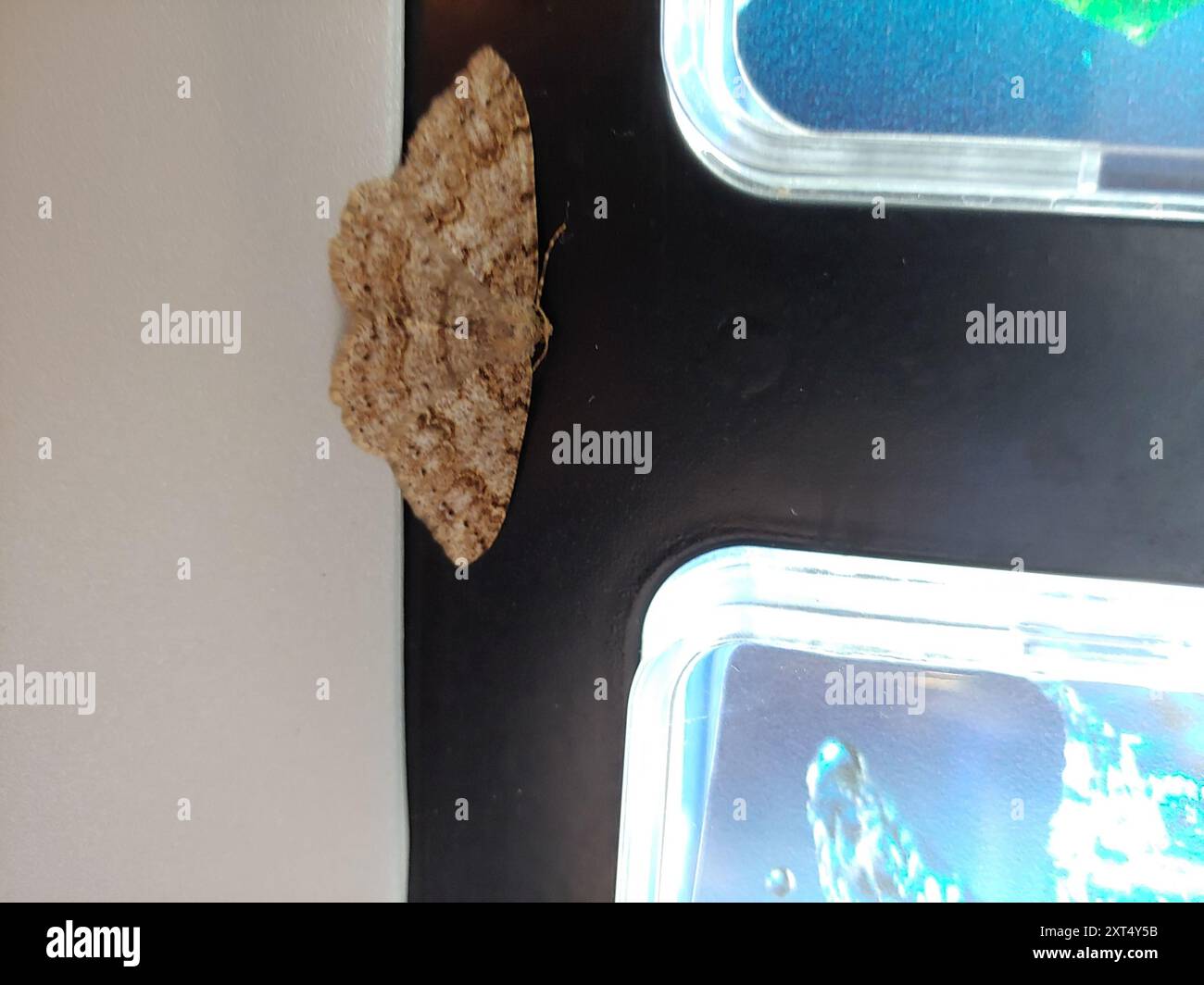 Western Carpet (Melanolophia imitata) Insecta Stock Photo - Alamy