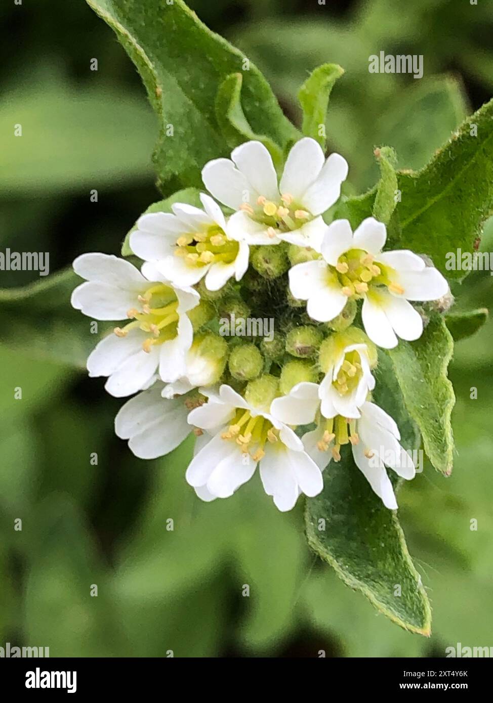 hoary alyssum (Berteroa incana) Plantae Stock Photo - Alamy