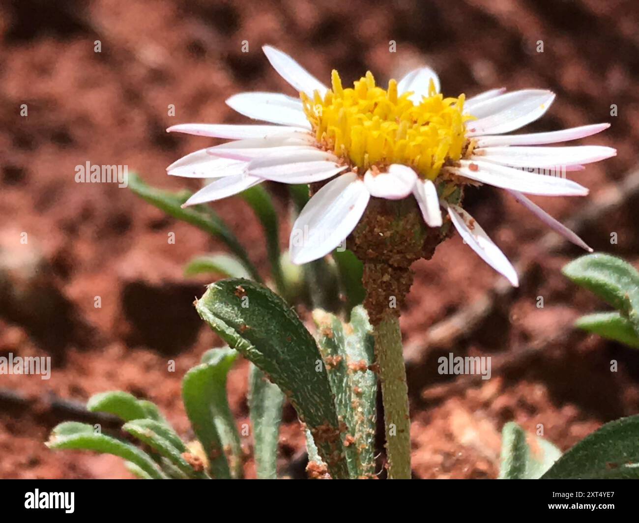 annual Townsend daisy (Townsendia annua) Plantae Stock Photo - Alamy