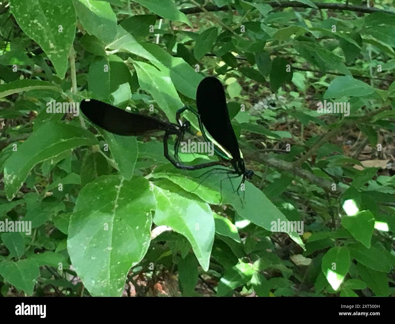 Ebony Jewelwing (Calopteryx maculata) Insecta Stock Photo - Alamy