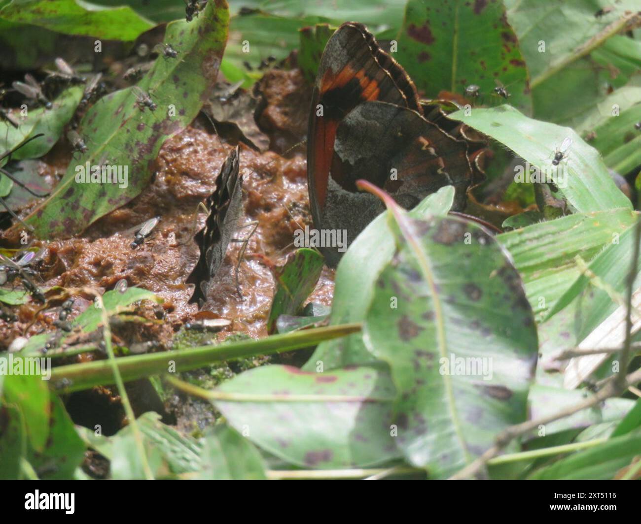 Fiery Satyr (Lasiophila orbifera) Insecta Stock Photo - Alamy