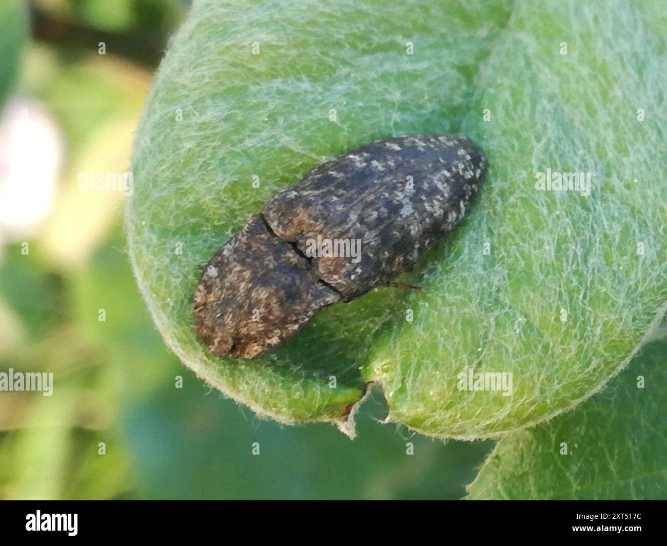 Dingy Insect Mottled dingy-brown click beetle (Agrypnus murinus) Insecta Stock Photo ...