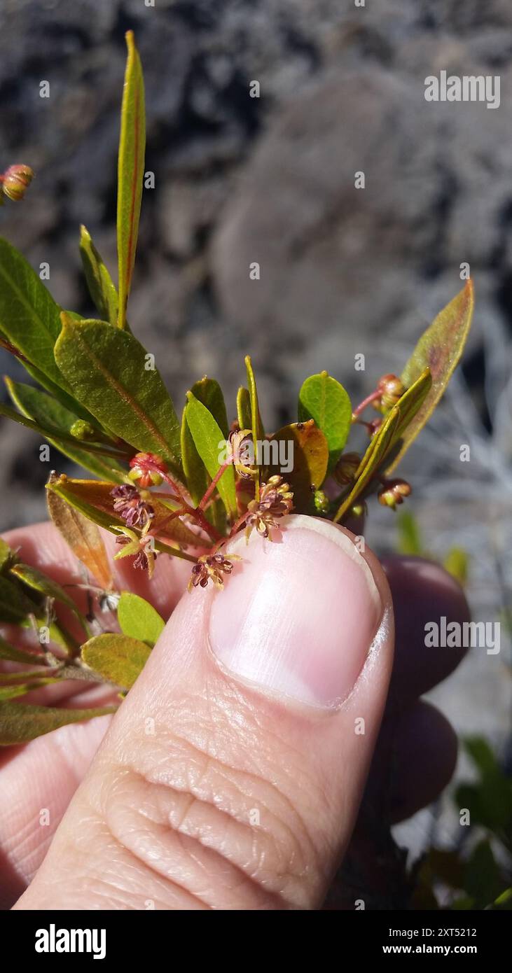 Akeake (Dodonaea viscosa) Plantae Stock Photo - Alamy