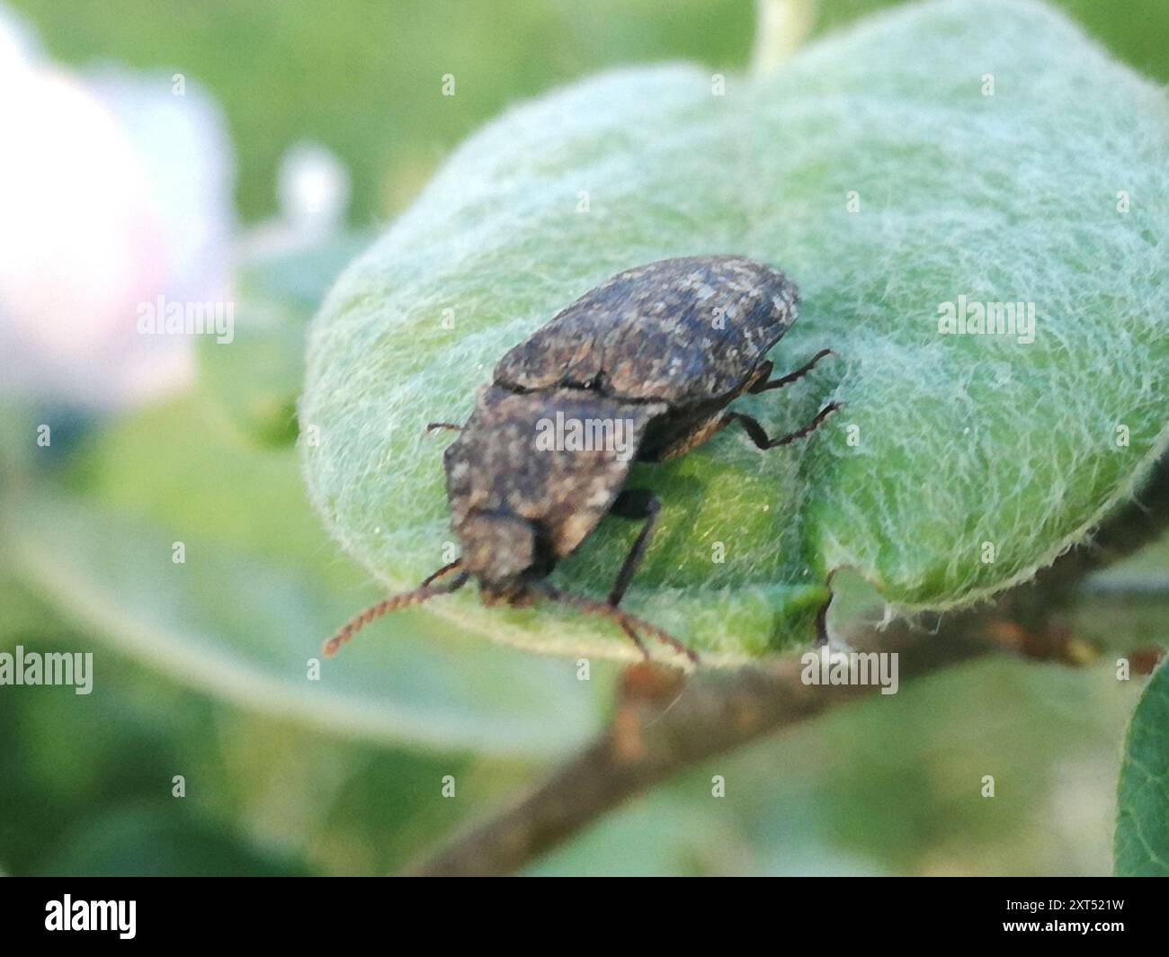 Dingy Insect Mottled dingy-brown click beetle (Agrypnus murinus) Insecta Stock Photo ...