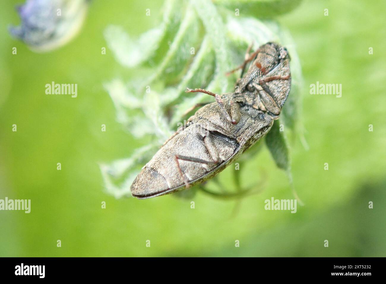 Dingy Insect Mottled dingy-brown click beetle (Agrypnus murinus) Insecta Stock Photo ...
