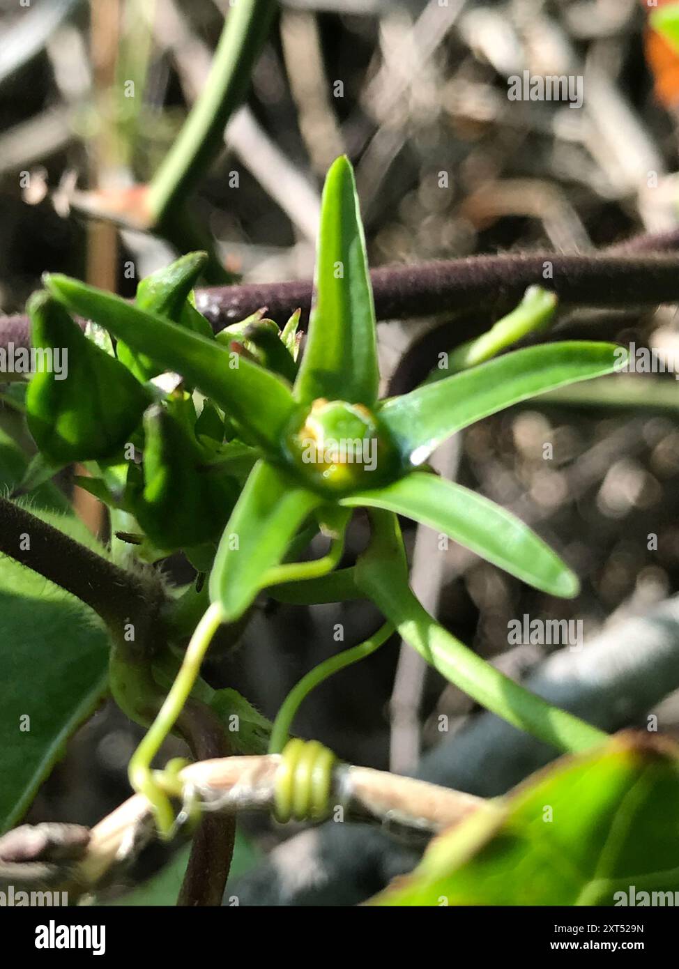 Anglepod (Gonolobus suberosus) Plantae Stock Photo - Alamy