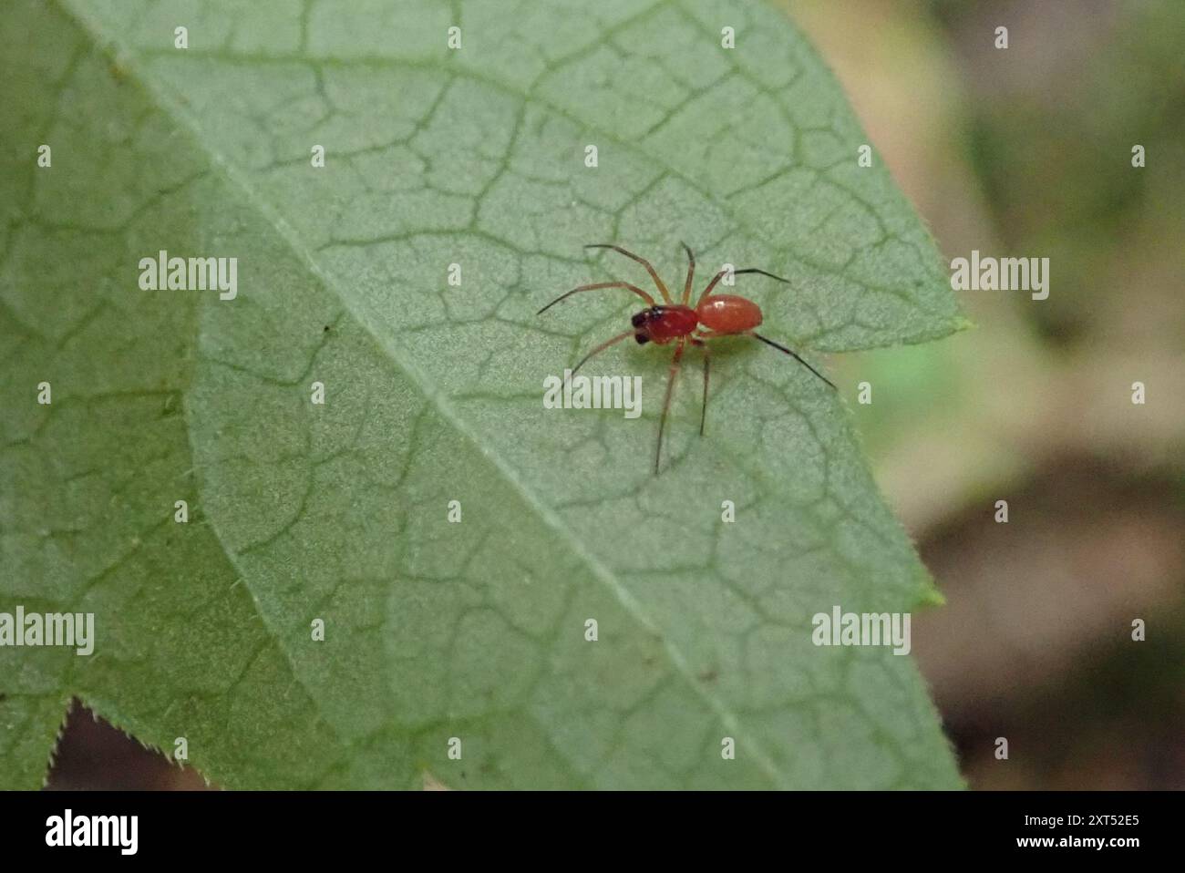Black-tailed Red Sheetweaver (Florinda coccinea) Arachnida Stock Photo ...