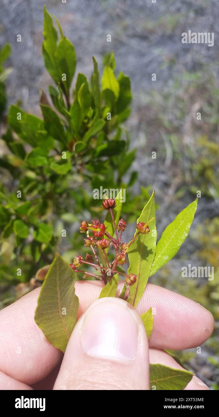 Akeake (Dodonaea viscosa) Plantae Stock Photo - Alamy