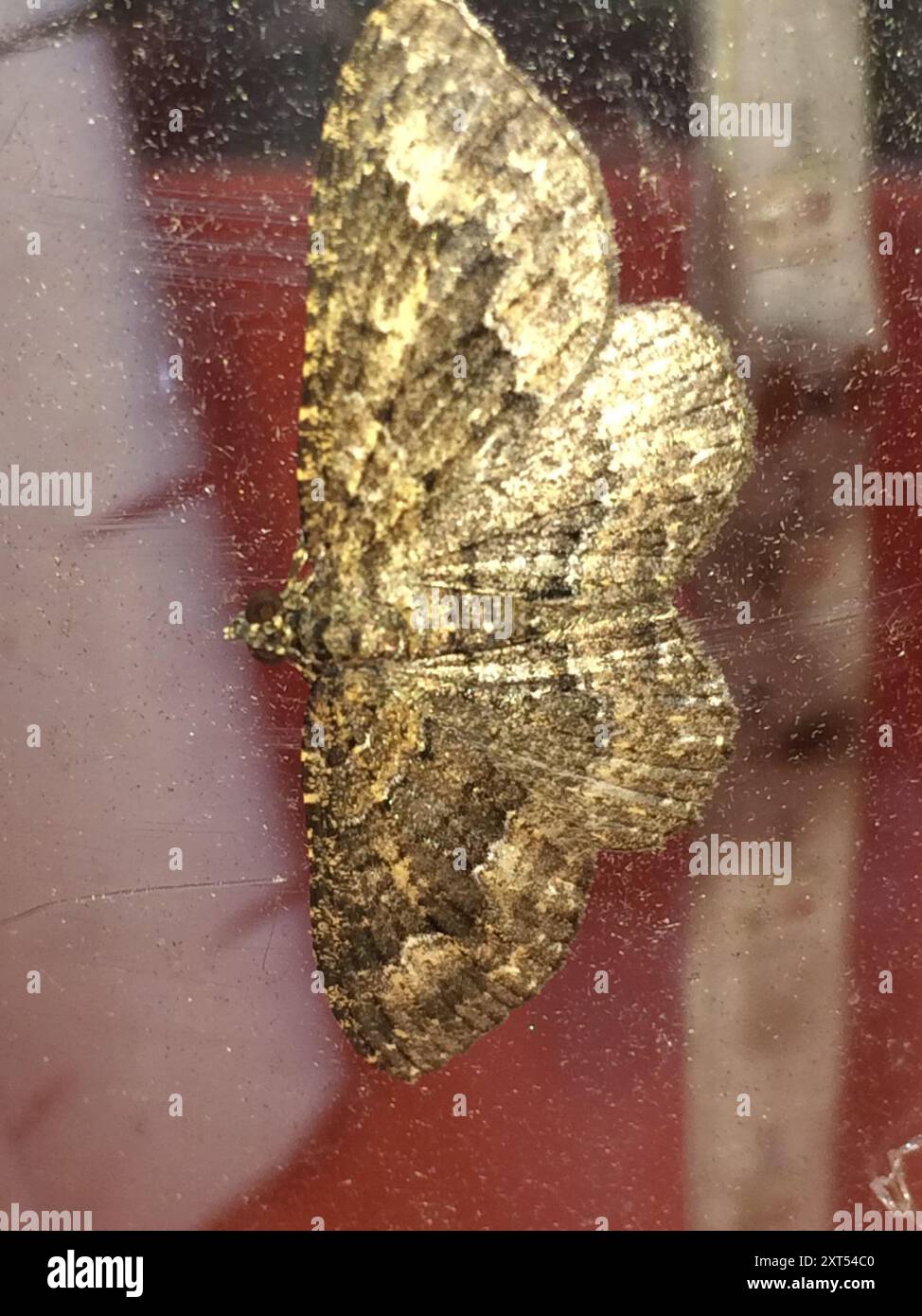 Flying Geometer Moth Geometer Moths (Geometridae) Insecta Stock Photo - Alamy