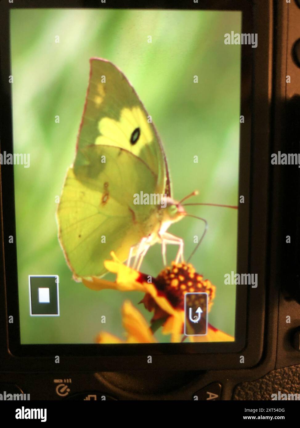 Southern Dogface (Zerene cesonia) Insecta Stock Photo - Alamy