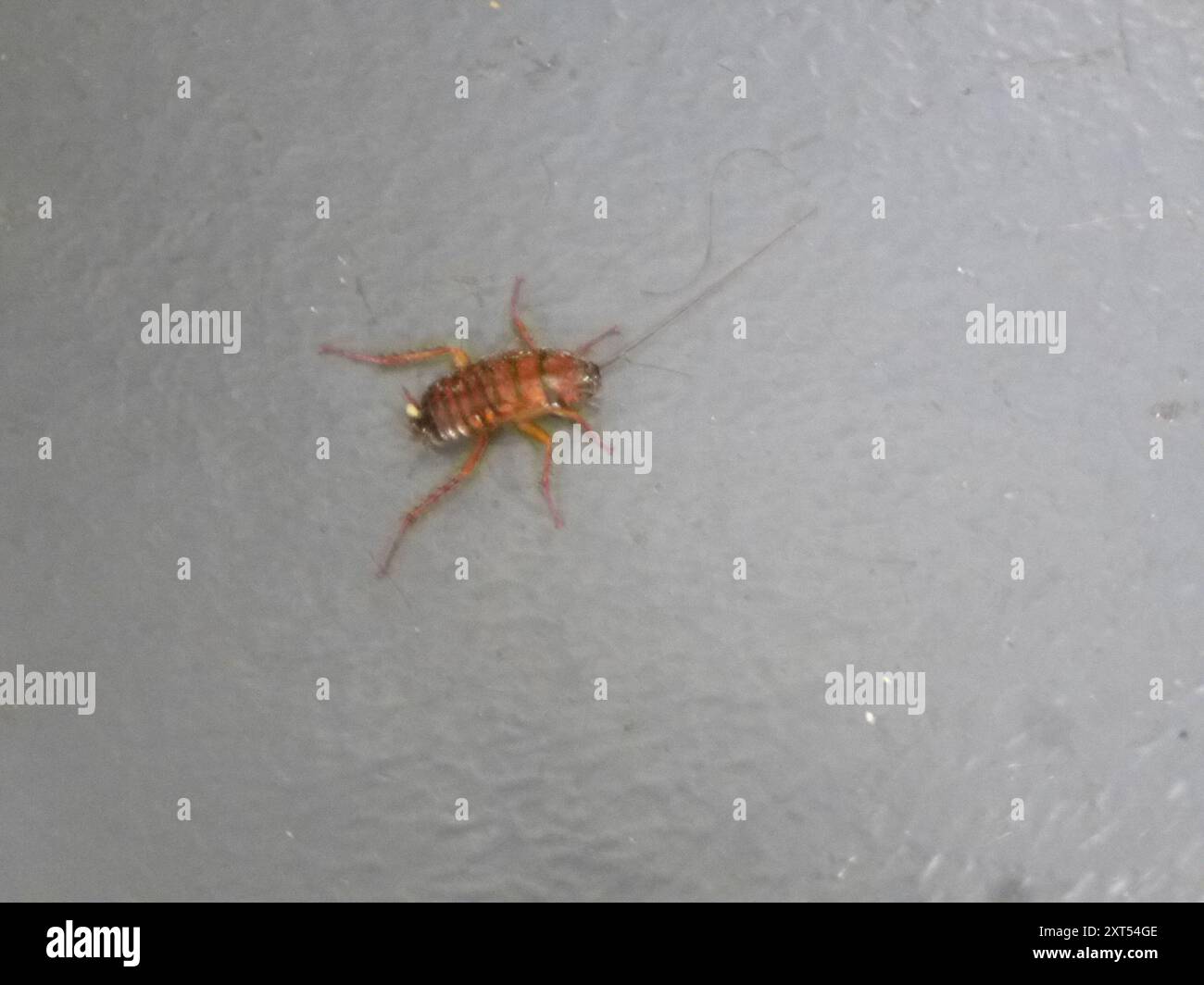 American Cockroach (Periplaneta americana) Insecta Stock Photo - Alamy