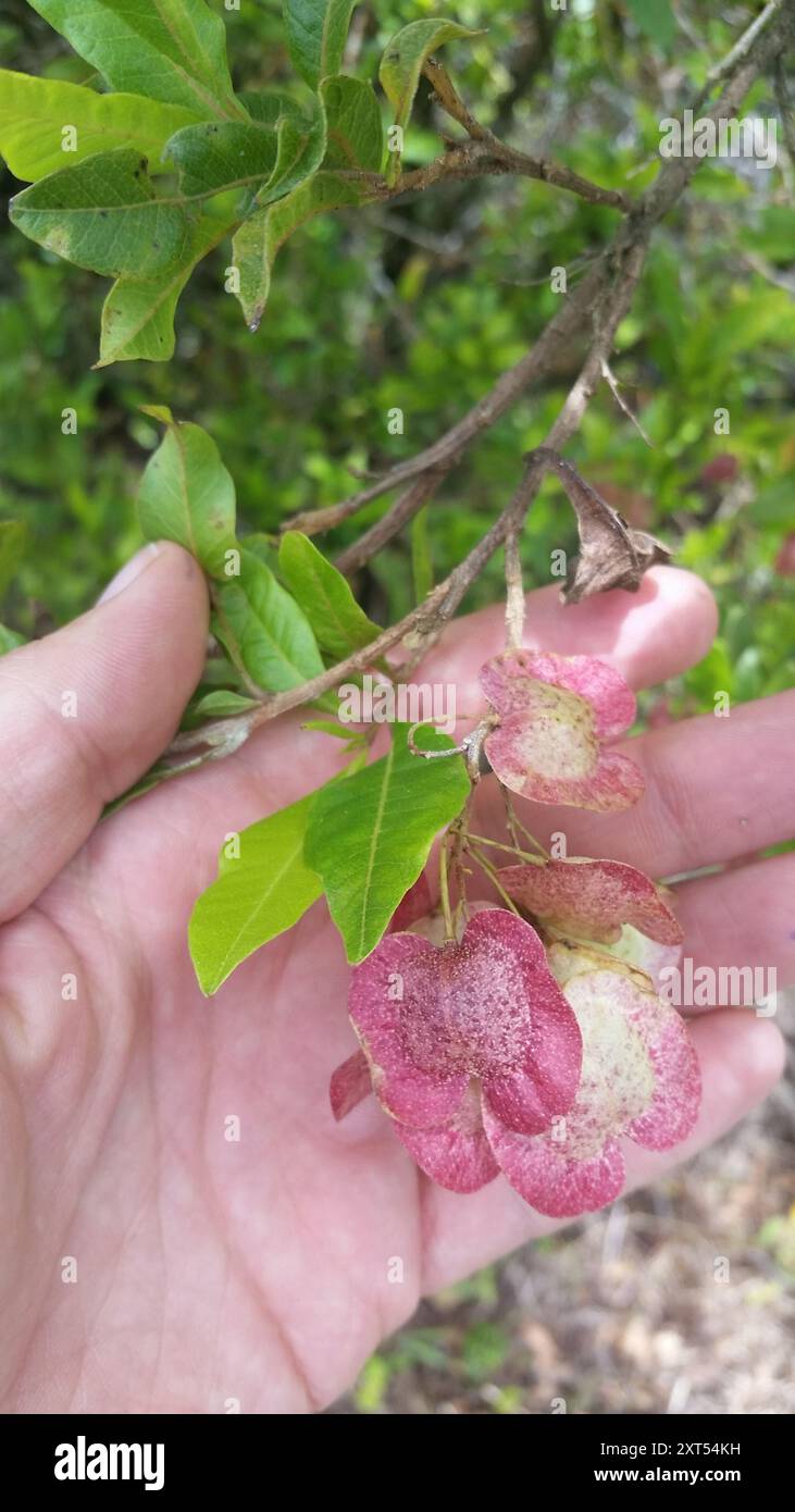 Akeake (Dodonaea viscosa) Plantae Stock Photo - Alamy